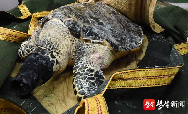 用布遮住海龟的眼睛以防“怕怕”。 扬子晚报记者 范晓林 摄
