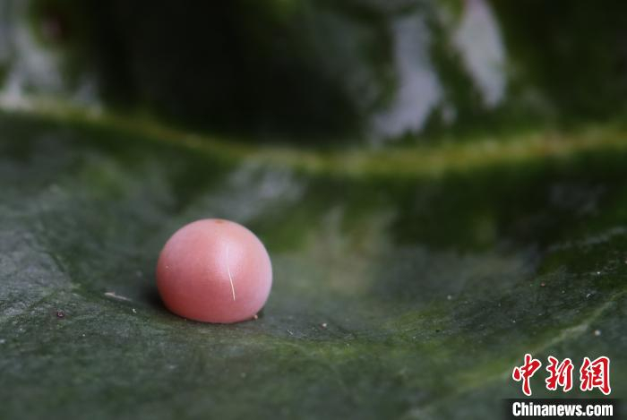 金斑喙凤蝶卵 浙江省乌岩岭国家级自然保护区管理中心供图