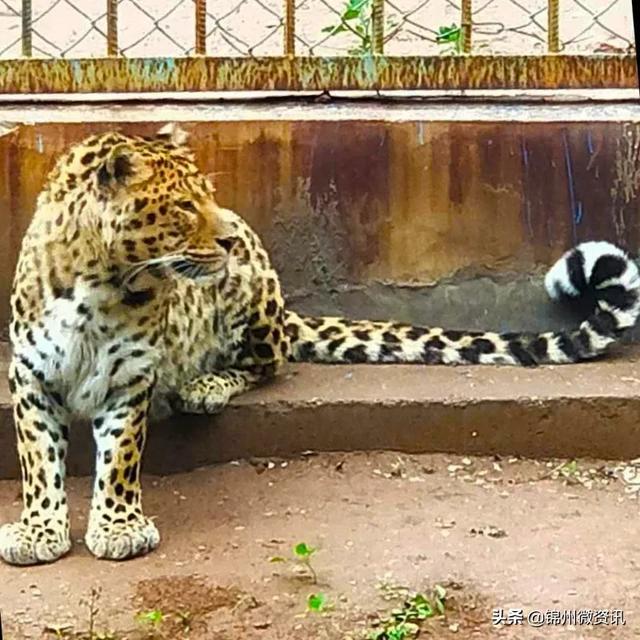 锦州动物园的动物明星们——金钱豹