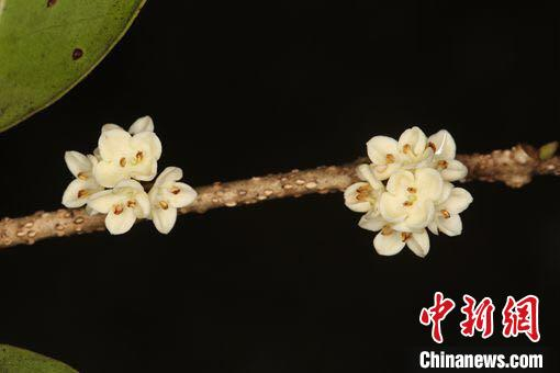 植物新种浙南木犀 浙江省乌岩岭国家级自然保护区管理中心供图