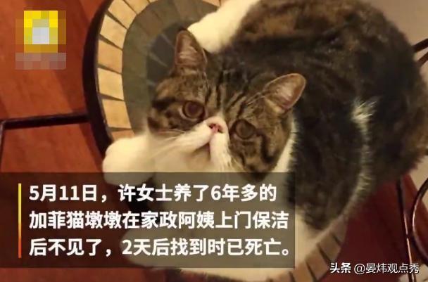 保洁员未关门致猫坠亡 家政公司说自己没责任？