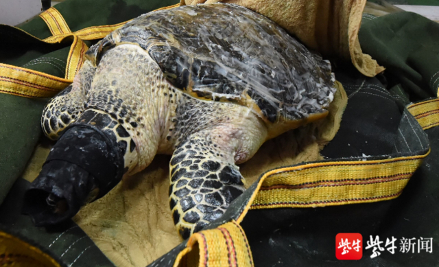 用布遮住海龟的眼睛以防“怕怕”。 扬子晚报记者 范晓林 摄