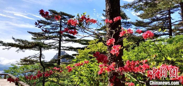 黄山映山红盛开：烧遍峰头万树红