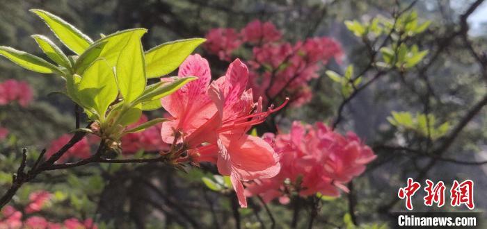 黄山映山红盛开：烧遍峰头万树红