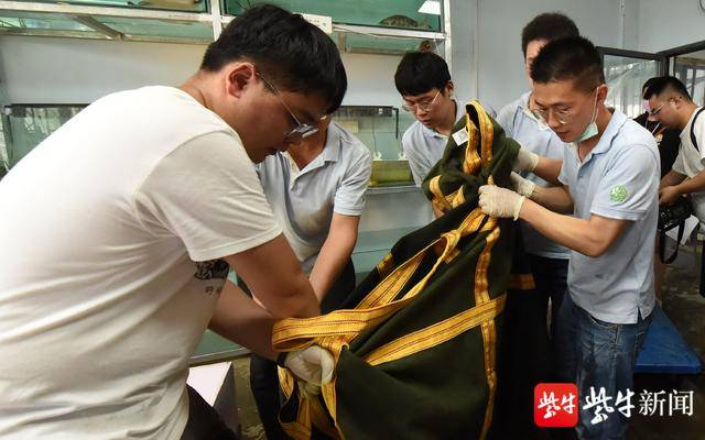 “五抬大轿”送海龟启程。 扬子晚报记者 范晓林 摄