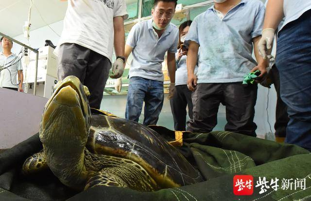 饲养员们依依不舍与海龟道别。 扬子晚报记者 范晓林 摄