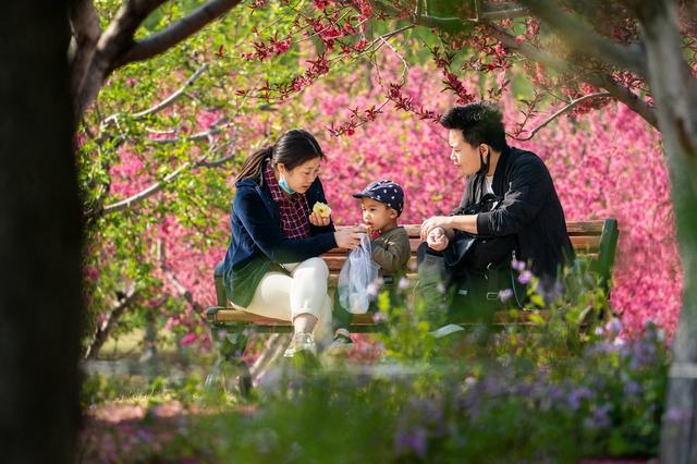 索尼四月月赛主题《人间四月芳菲尽，山寺桃花始盛开》优秀作品