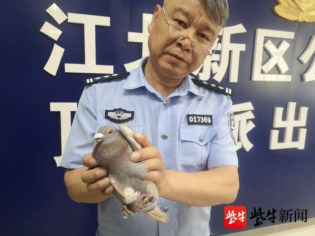 图为飞到市民家中的信鸽。