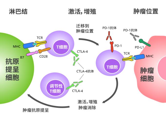 免疫治疗革命，始于一位蓝调音乐家从癌细胞手中抢过手刹丨奇点深度