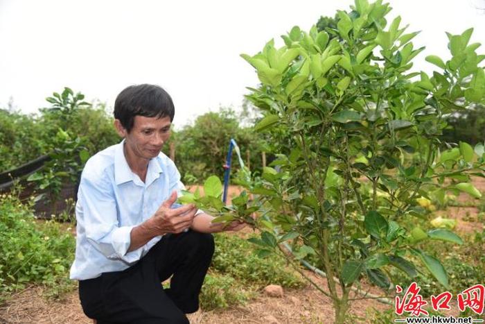 产业发展信心足！海口脱贫户陈衍山：奋斗的生活最幸福