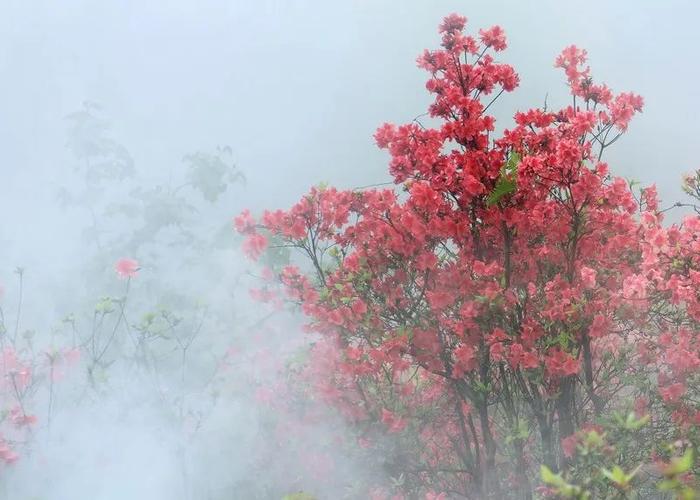 投稿指南 | 瑞安：杜鹃花红圣井山