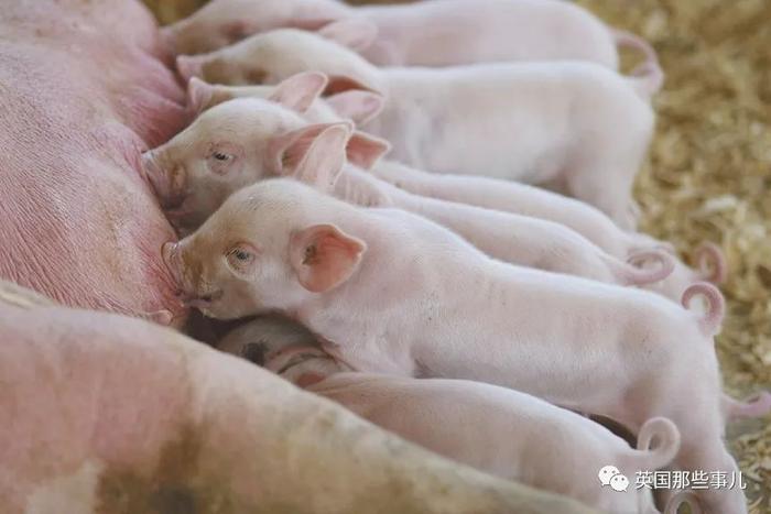 在到牛奶和杀小猪之后，美国农民开始给猪节食减肥了....