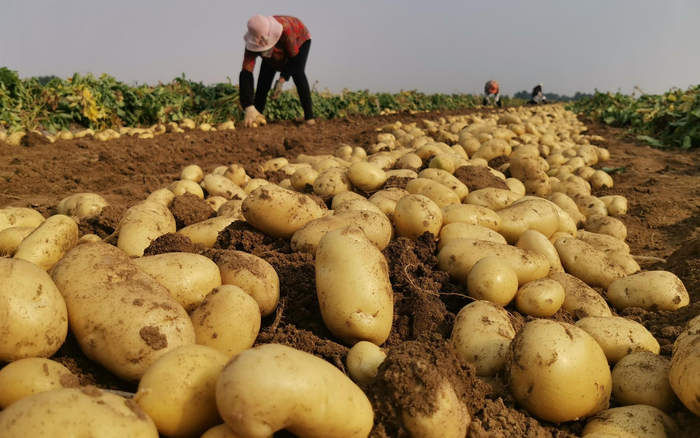 看庄镇的土豆迎来了大丰收。王佳眉 摄