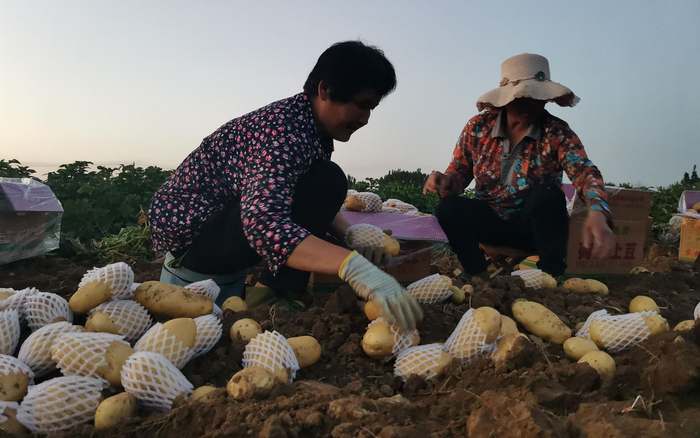 村民将用网包好的土豆，放入箱中。王佳眉 摄