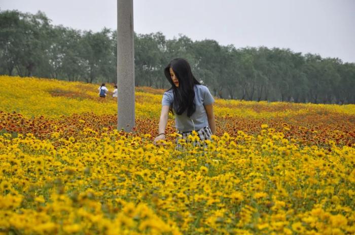 美到炸~秦汉新城100亩花海如约绽放，速来打卡啦！