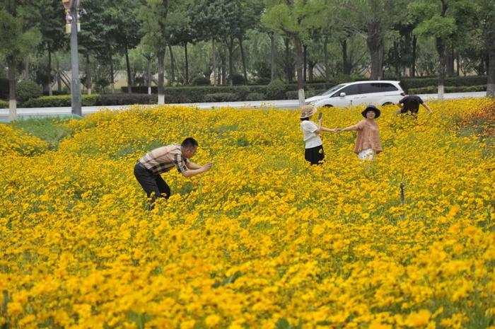 美到炸~秦汉新城100亩花海如约绽放，速来打卡啦！