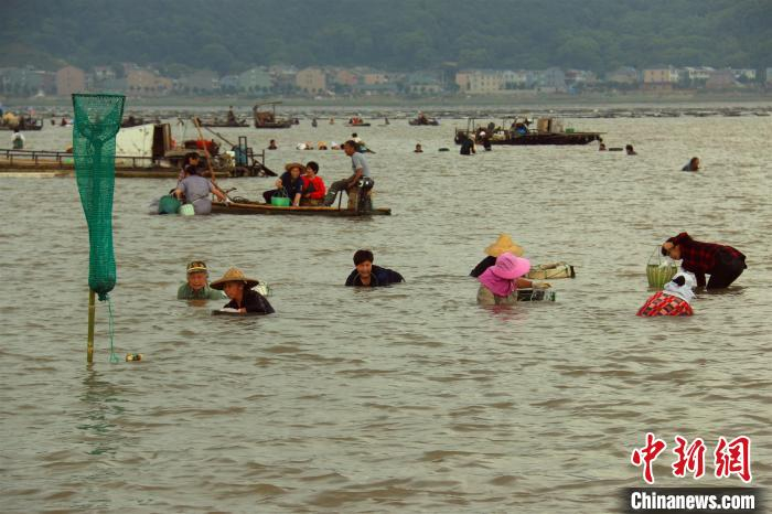 渔民在海中“盲摸”。　吴立高 摄