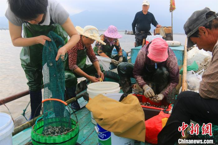 渔民整理各自的收获。　吴立高 摄