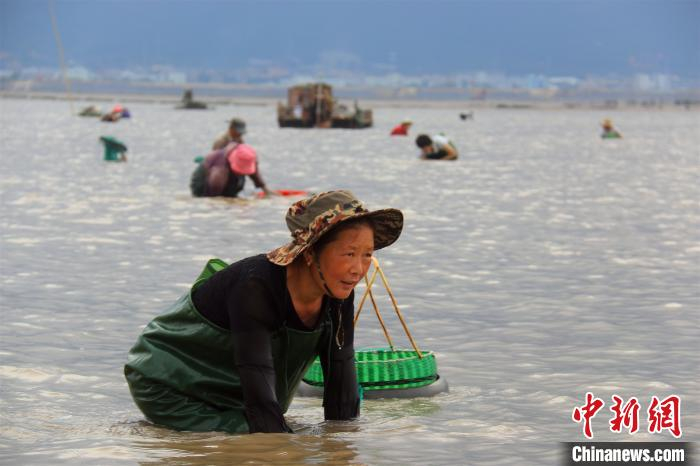 有经验的渔民无需工具，进行“盲摸”。　吴立高 摄