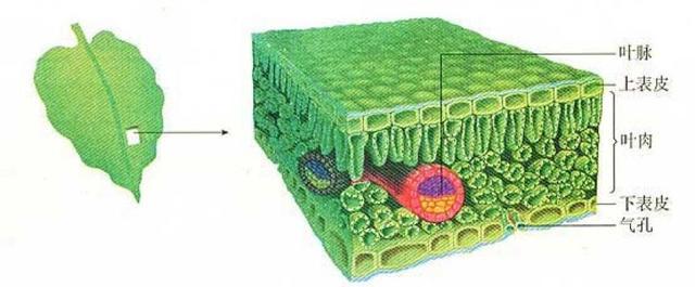 初中生物：知识点梳理和思维导图，初一初二考生必看