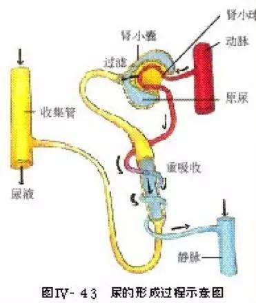初中生物：知识点梳理和思维导图，初一初二考生必看