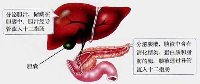 初中生物：知识点梳理和思维导图，初一初二考生必看