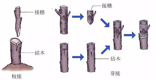 初中生物：知识点梳理和思维导图，初一初二考生必看