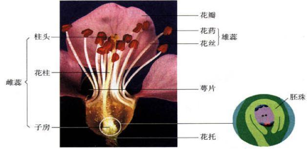 初中生物：知识点梳理和思维导图，初一初二考生必看