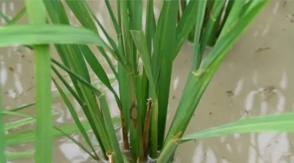 【重要】最新整理水稻病害与防御措施+高清图谱！