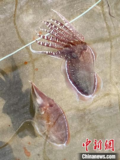 成年虎斑乌贼。校方提供