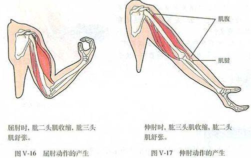 初中生物：知识点梳理和思维导图，初一初二考生必看