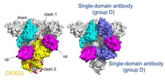 中国科学家发现抗新冠全人源纳米抗体