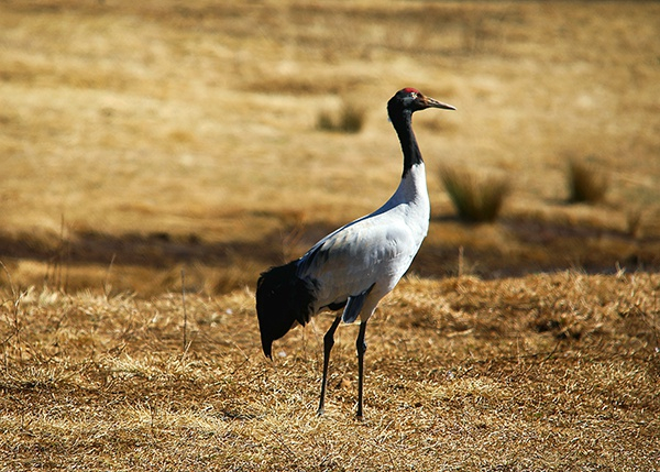 黑颈鹤 人民视觉 资料图
