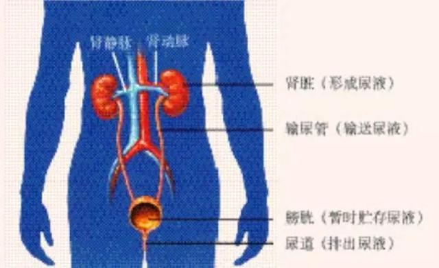 初中生物：知识点梳理和思维导图，初一初二考生必看