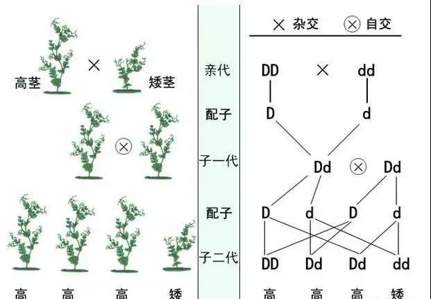 初中生物：知识点梳理和思维导图，初一初二考生必看