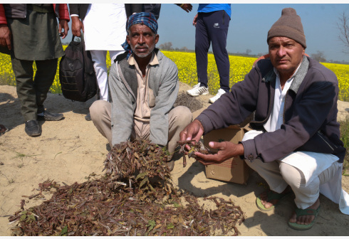 印度遭遇27年来最严重蝗灾。  新华社 图