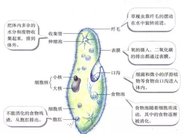 初中生物：知识点梳理和思维导图，初一初二考生必看