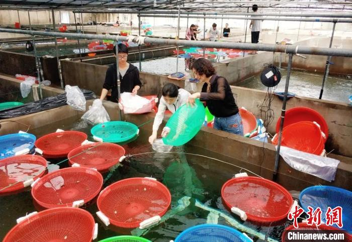 蒋霞敏教授(右一)在育苗场工作。校方提供