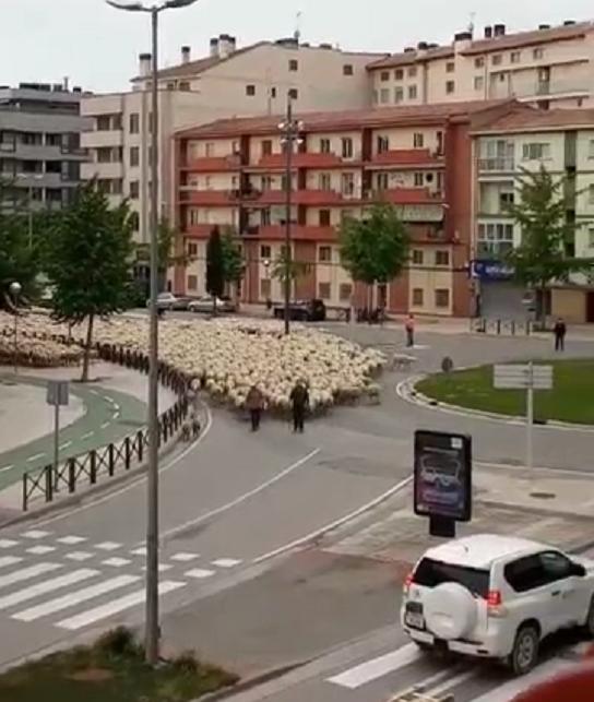 蒙古国送中国的3万只羊走上北京延庆街头？真相是→