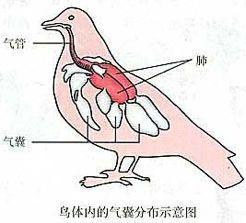 初中生物：知识点梳理和思维导图，初一初二考生必看