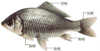 初中生物：知识点梳理和思维导图，初一初二考生必看