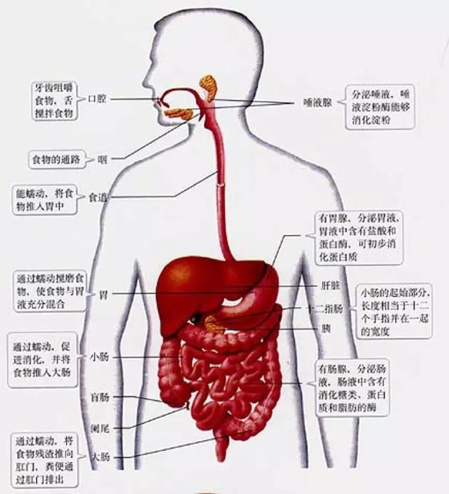 初中生物：知识点梳理和思维导图，初一初二考生必看