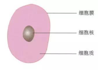 初中生物：知识点梳理和思维导图，初一初二考生必看
