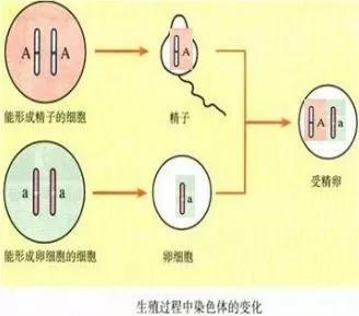 初中生物：知识点梳理和思维导图，初一初二考生必看