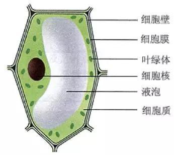 初中生物：知识点梳理和思维导图，初一初二考生必看