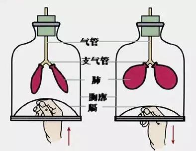 初中生物：知识点梳理和思维导图，初一初二考生必看