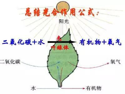 初中生物：知识点梳理和思维导图，初一初二考生必看