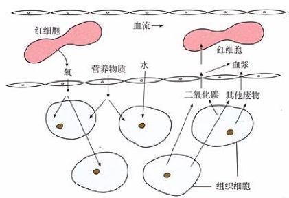 初中生物：知识点梳理和思维导图，初一初二考生必看