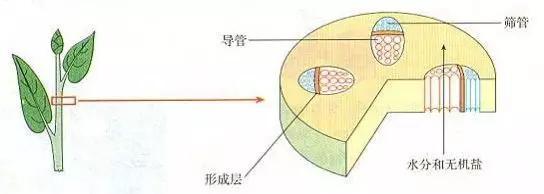 初中生物：知识点梳理和思维导图，初一初二考生必看