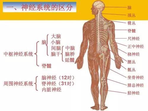 初中生物：知识点梳理和思维导图，初一初二考生必看
